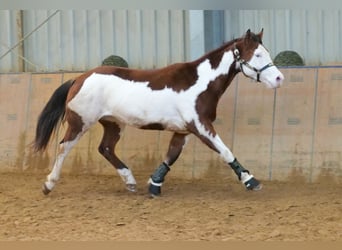 Paint Horse, Hongre, 10 Ans, 155 cm, Overo-toutes couleurs