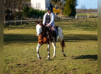 Paint Horse, Hongre, 10 Ans, 155 cm, Overo-toutes couleurs