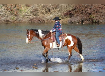 Paint Horse, Hongre, 10 Ans, 155 cm