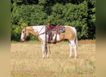 Paint Horse Croisé, Hongre, 10 Ans, 155 cm