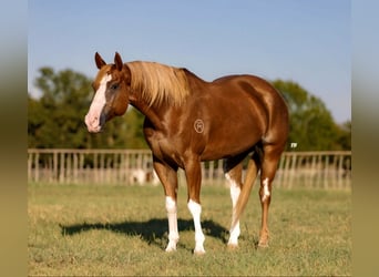 Paint Horse, Hongre, 10 Ans, 157 cm, Alezan cuivré