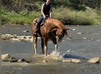 Paint Horse, Hongre, 10 Ans, 157 cm, Alezan cuivré