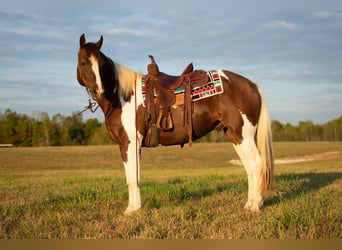 Paint Horse, Hongre, 10 Ans, 157 cm, Pinto