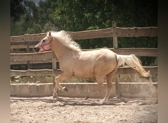 Paint Horse, Hongre, 10 Ans, 165 cm, Palomino
