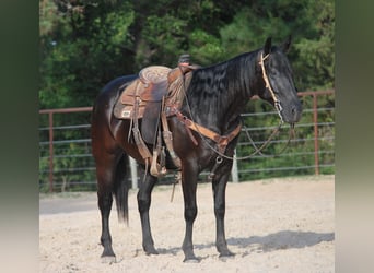 Paint Horse, Hongre, 10 Ans, Noir