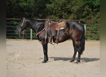 Paint Horse, Hongre, 10 Ans, Noir