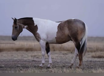 Paint Horse, Hongre, 11 Ans, 142 cm, Buckskin