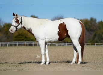 Paint Horse, Hongre, 11 Ans, 147 cm, Alezan cuivré