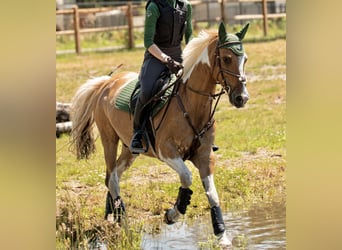 Paint Horse Croisé, Hongre, 11 Ans, 148 cm, Pinto