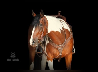 Paint Horse, Hongre, 11 Ans, 152 cm, Bai cerise