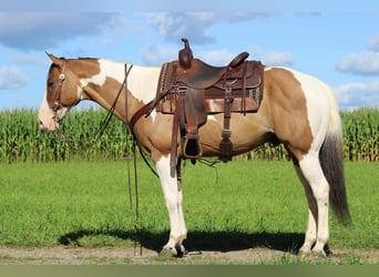 Paint Horse Croisé, Hongre, 11 Ans, 152 cm, Buckskin