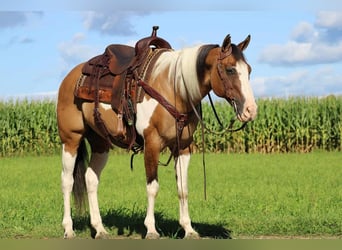 Paint Horse Croisé, Hongre, 11 Ans, 152 cm, Buckskin