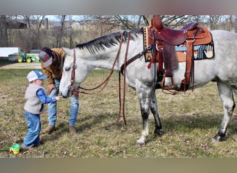 Paint Horse, Hongre, 11 Ans, 152 cm, Gris pommelé
