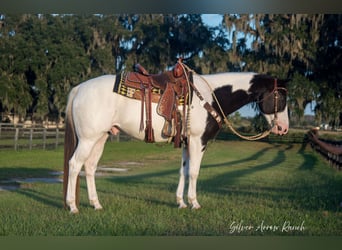 Paint Horse, Hongre, 11 Ans, 152 cm, Pinto