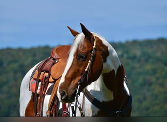 Paint Horse Croisé, Hongre, 11 Ans, 152 cm, Pinto