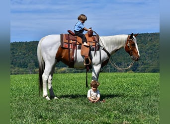 Paint Horse Croisé, Hongre, 11 Ans, 152 cm, Pinto