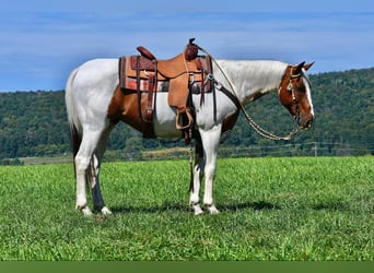 Paint Horse Croisé, Hongre, 11 Ans, 152 cm, Pinto