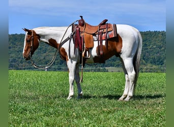 Paint Horse Croisé, Hongre, 11 Ans, 152 cm, Pinto