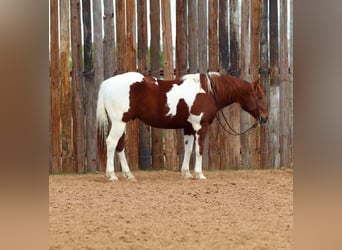 Paint Horse, Hongre, 11 Ans, 152 cm