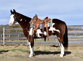 Paint Horse Croisé, Hongre, 11 Ans, 155 cm, Bai cerise