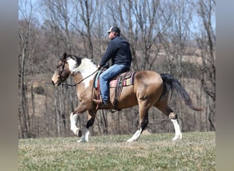 Paint Horse, Hongre, 11 Ans, 155 cm, Buckskin