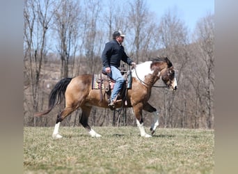 Paint Horse, Hongre, 11 Ans, 155 cm, Buckskin