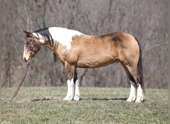 Paint Horse, Hongre, 11 Ans, 155 cm, Buckskin