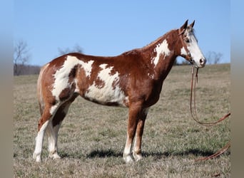 Paint Horse, Hongre, 11 Ans, 155 cm, Overo-toutes couleurs