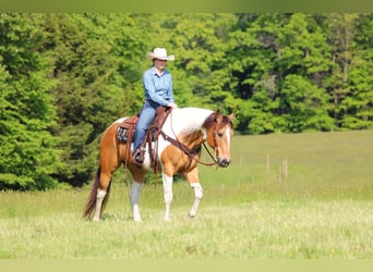 Paint Horse, Hongre, 11 Ans, 155 cm