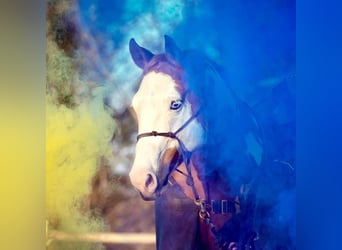 Paint Horse, Hongre, 11 Ans, 162 cm, Overo-toutes couleurs