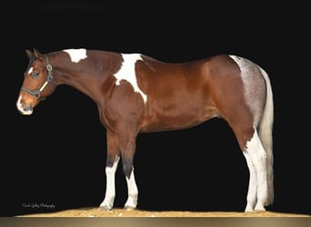 Paint Horse, Hongre, 11 Ans, 170 cm, Bai cerise