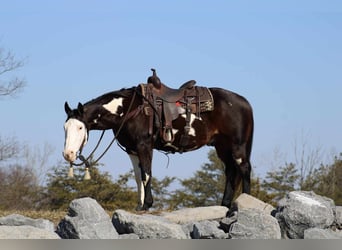 Paint Horse, Hongre, 12 Ans, 155 cm, Overo-toutes couleurs