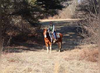 Paint Horse, Hongre, 12 Ans, 157 cm, Tobiano-toutes couleurs