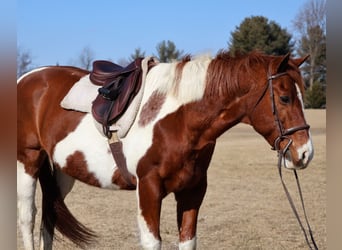 Paint Horse, Hongre, 12 Ans, 157 cm, Tobiano-toutes couleurs