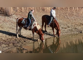 Paint Horse, Hongre, 12 Ans, 157 cm, Tobiano-toutes couleurs