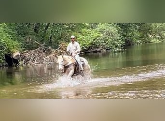 Paint Horse, Hongre, 12 Ans, Palomino