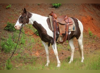 Paint Horse, Hongre, 13 Ans, 150 cm, Tobiano-toutes couleurs
