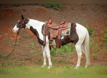 Paint Horse, Hongre, 13 Ans, 150 cm, Tobiano-toutes couleurs