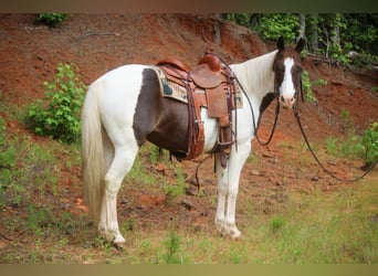 Paint Horse, Hongre, 13 Ans, 150 cm, Tobiano-toutes couleurs