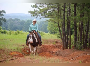 Paint Horse, Hongre, 13 Ans, 150 cm, Tobiano-toutes couleurs
