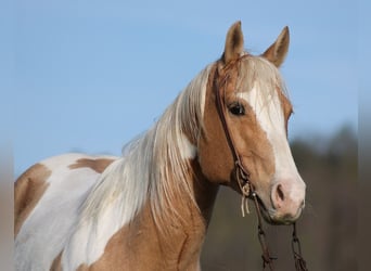 Paint Horse, Hongre, 13 Ans, 152 cm, Palomino