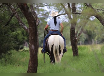 Paint Horse, Hongre, 13 Ans, 152 cm, Tobiano-toutes couleurs