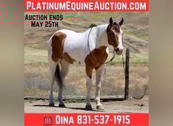Paint Horse, Hongre, 13 Ans, 155 cm, Buckskin