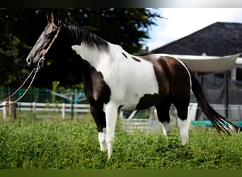 Paint Horse, Hongre, 13 Ans, 157 cm, Pinto