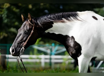 Paint Horse, Hongre, 13 Ans, 157 cm, Pinto