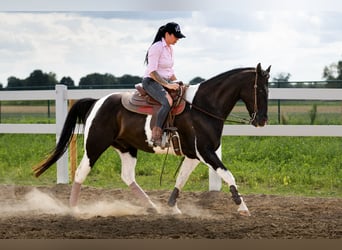 Paint Horse, Hongre, 13 Ans, 157 cm, Pinto