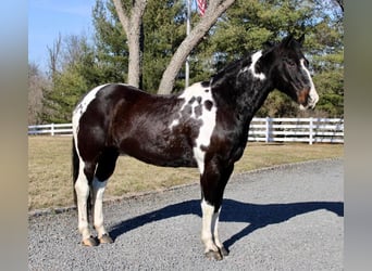 Paint Horse, Hongre, 13 Ans, 163 cm