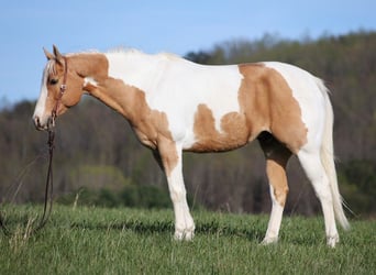 Paint Horse, Hongre, 14 Ans, 152 cm, Palomino