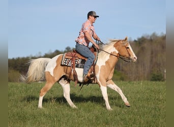 Paint Horse, Hongre, 14 Ans, 152 cm, Palomino