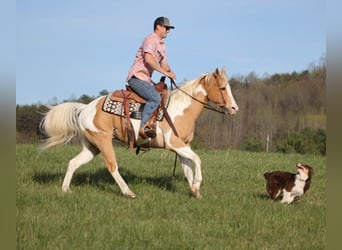 Paint Horse, Hongre, 14 Ans, 152 cm, Palomino